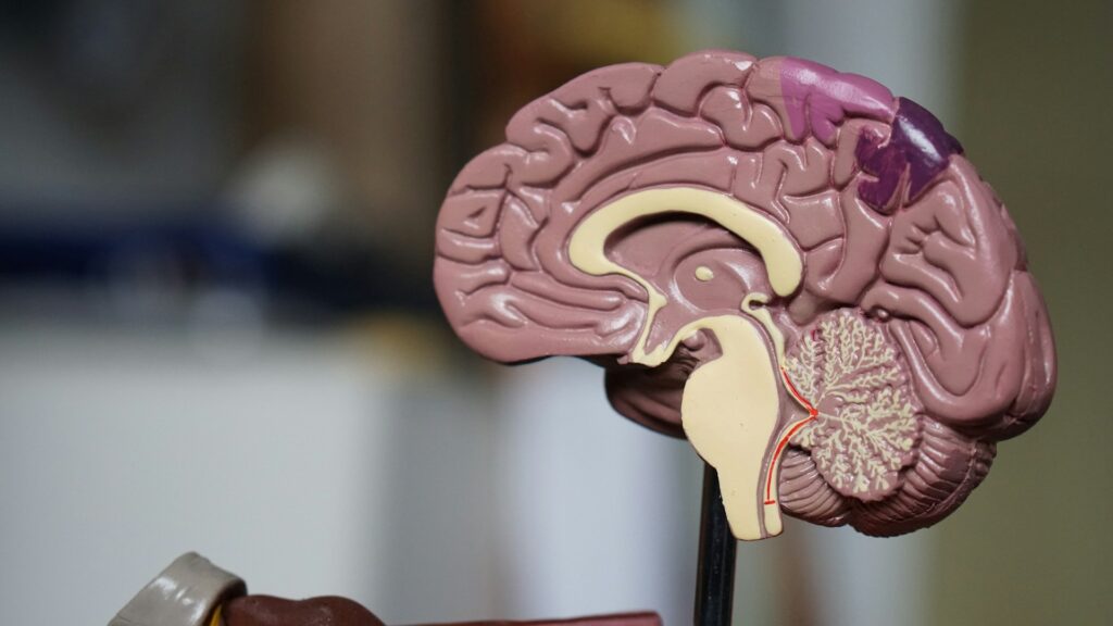 Image of a brain sculpture, representing the human brain in a symbolic form.